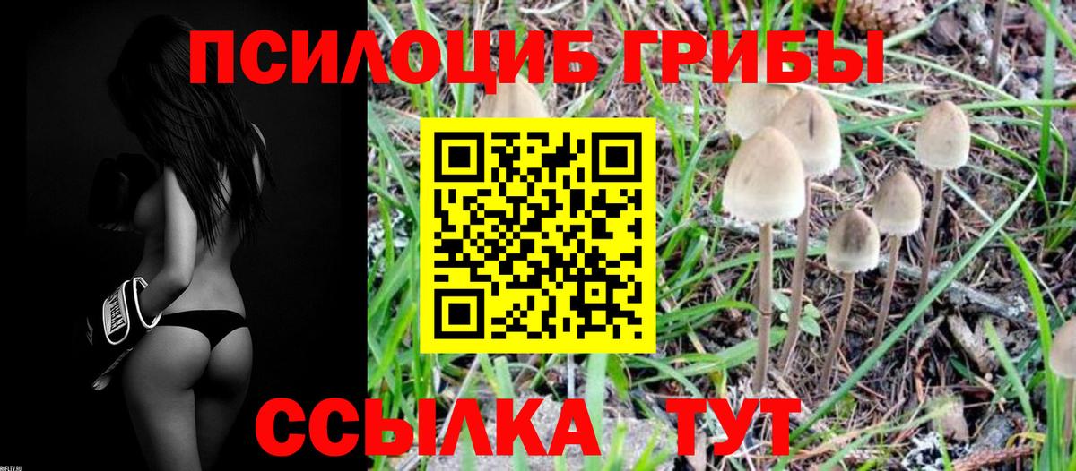 Псилоцибиновые грибы Psilocybine cubensis Балахна